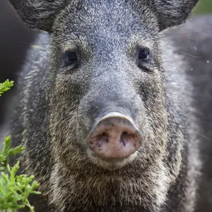 Collared peccary Print, Texas, USA Collared peccary Print, Texas, USA