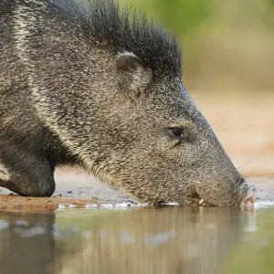Collared peccary Print, adult drinking in South Texas Collared peccary Print, adult drinking in South Texas