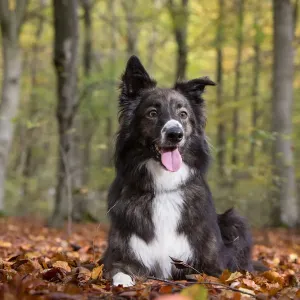 Collie Crossbreed in Beech Woodland Print Collie Crossbreed in Beech Woodland Print