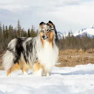 Collie standing in snowy, frozen marsh, Eagle River, Alaska, USA. April Collie standing in snowy, frozen marsh, Eagle River, Alaska, USA. April
