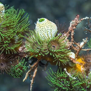 Colonial anemones (Amphianthus nitidus) with Green urn sea squirts (Didemnum molle)