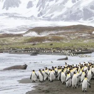 Colonies of King penguins 1+Aptenodytes patagonicus+1 and Southern Elephant Seals