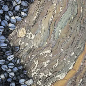Colony of Common Mussels (Mytilus edulis) growing on striated rock formation exposed at low tide Colony of Common Mussels (Mytilus edulis) growing on striated rock formation exposed at low tide