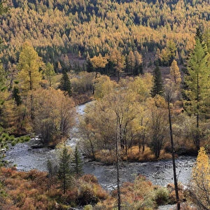 Colourful autumn views in Altai Mountains at the river Multa in Katunsky Range, with