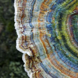 Colourful rings of the Many-zoned polypore (Coriolus versicolor) New Forest National Park