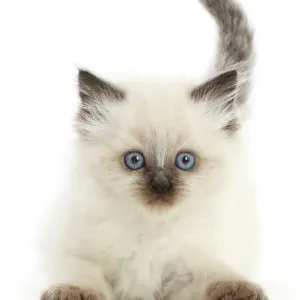 Gatito de punto de color, con 6 semanas de edad, retrato. Gatito de punto de color, con 6 semanas de edad, retrato.