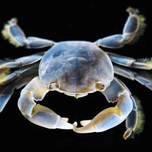 Columbus Crab Print, South Africa Columbus Crab Print, South Africa
