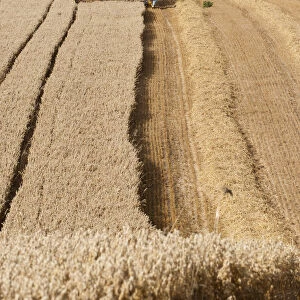 Combine harvester combining Oat crop, Haregill Lodge Farm, Ellingstring, North Yorkshire