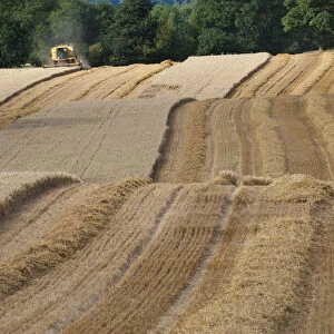 Combine harvester harvesting Oats, Haregill Lodge Farm, Ellingstring, North Yorkshire