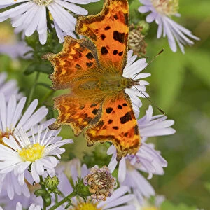 Comma butterfly (Polygonia c-album) feeding on wild aster, Sutcliffe Park Nature Reserve
