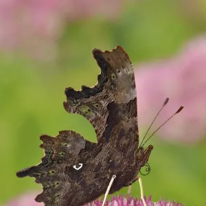 Comma butterfly (Polygonia c-album) feeding on flower of Ice plant (Sedum) in garden Comma butterfly (Polygonia c-album) feeding on flower of Ice plant (Sedum) in garden