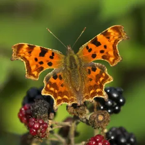 Comma Butterfly Print, Blackberries Comma Butterfly Print, Blackberries