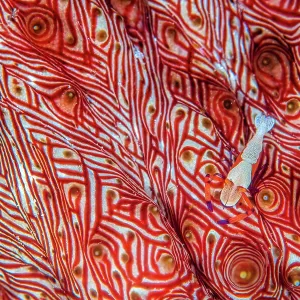Print of a Commensal emperor shrimp on a Candycane sea cucumber Print of a Commensal emperor shrimp on a Candycane sea cucumber