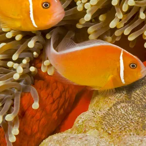 Common anemonefish (Amphiprion perideraion) with eggs in Magnificent sea anemone