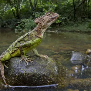 Print of a Common basilisk on rock in river, Ecuador Print of a Common basilisk on rock in river, Ecuador
