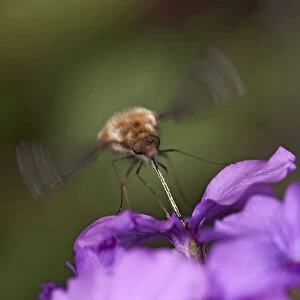 Common bee fly (Bombylius major) hovering whilst nectaring on Honesty (Lunaria annua)