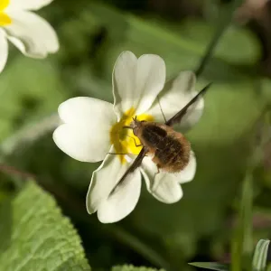 Common bee fly (Bombylius major) feeding on Primrose (Primula vulgaris). March Common bee fly (Bombylius major) feeding on Primrose (Primula vulgaris). March