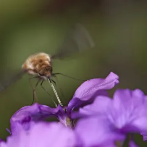 Common bee fly (Bombylius major) hovering whilst nectaring on Honesty (Lunaria annua) Common bee fly (Bombylius major) hovering whilst nectaring on Honesty (Lunaria annua)
