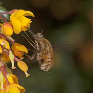 Common bee fly (Bombylius major) nectaring on Darwins barberry (Berberis darwinii) Common bee fly (Bombylius major) nectaring on Darwins barberry (Berberis darwinii)