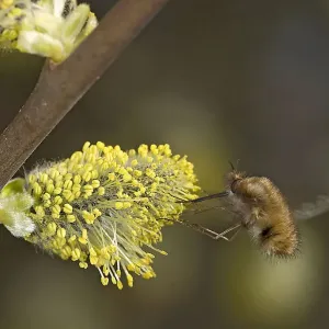 Common bee fly (Bombylius major) nectaring on Goat willow (Salix caprea) catkin. Surrey Common bee fly (Bombylius major) nectaring on Goat willow (Salix caprea) catkin. Surrey