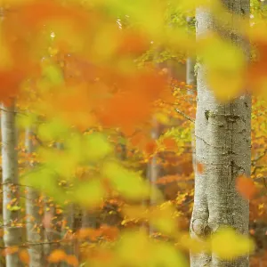 Print of Common beech woodland in autumn, Cairngorms National Park Print of Common beech woodland in autumn, Cairngorms National Park