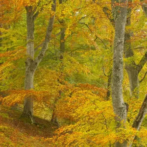 Common beech (Fagus sylvatica) woodland in autumn, Cairngorms National Park, Scotland, UK Common beech (Fagus sylvatica) woodland in autumn, Cairngorms National Park, Scotland, UK