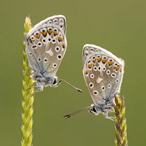 Common blue butterflies (Polyommatus icarus) resting on grasses, Vealand Farm, Devon, UK