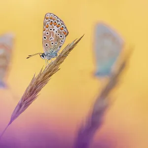 Common blue butterflies (Polyommatus icarus) roosting in morning light, Devon, UK. July