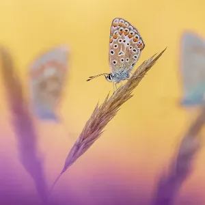 Common blue butterflies (Polyommatus icarus) roosting in morning light, Devon, UK. July Common blue butterflies (Polyommatus icarus) roosting in morning light, Devon, UK. July