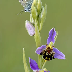 Common blue butterfly {Polyommatus icarus} resting on Bee orchid {Ophrys apifera}