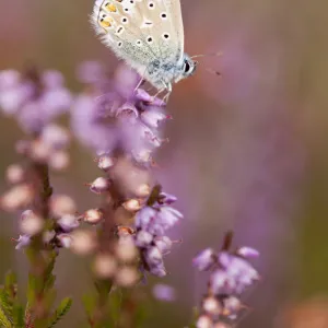 Common blue butterfly (Polyommatus icarus), resting on flowering heather, Arne RSPB reserve