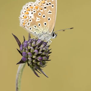 Common blue butterfly (Polyommatus icarus) resting on Scabious (Scabiosa colombaria) flower