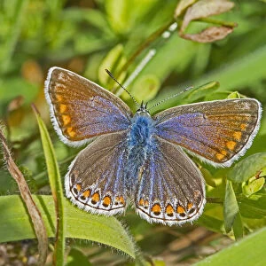 Common blue butterfly (Polyommatus icarus) female, Sutcliffe Park Nature Reserve