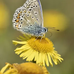 Common blue butterfly (Polyommatus icarus) Feeding from Fleabane flower, Oxfordshire Common blue butterfly (Polyommatus icarus) Feeding from Fleabane flower, Oxfordshire