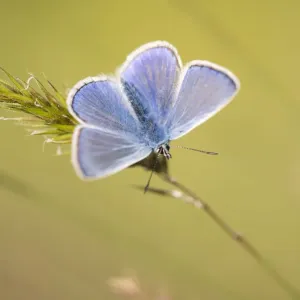 Common blue butterfly (Polyommatus icarus) male basking on grass, Vealand Farm, Holsworthy Common blue butterfly (Polyommatus icarus) male basking on grass, Vealand Farm, Holsworthy