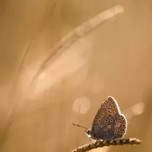 Common blue butterfly (Polyommatus icarus) resting on grassat sunset, Vealand Farm, Devon, UK Common blue butterfly (Polyommatus icarus) resting on grassat sunset, Vealand Farm, Devon, UK