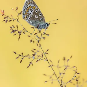 Common blue butterfly (Polyommatus icarus) resting on grasses, Vealand Farm, Devon, UK Common blue butterfly (Polyommatus icarus) resting on grasses, Vealand Farm, Devon, UK