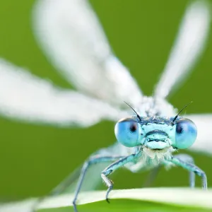 Common blue damselfly (Enallagma cyathigerum), Tamar Lake, Cornwall, England, UK. June 2011. 2020VISION Exhibition