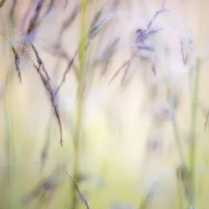 Common blue damselfly (Enallagma cyathigerum) roosting among dewy grasses, Tamar Lakes