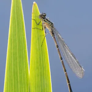 Common blue damselfly (Enallagma cyathigerum), immature / newly emerged insect resting Common blue damselfly (Enallagma cyathigerum), immature / newly emerged insect resting