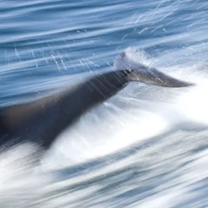 Common bottlenose dolphin (Tursiops truncatus) swimming fast, Baja California, Sea of Cortez