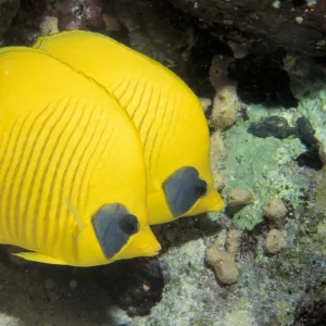 Two Common butterfly fish (Chaetodon chrysurus) Red Sea, Egypt