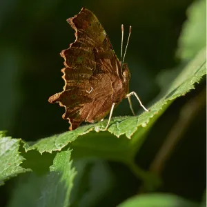 Common butterfly (Polygonia c-album) Sussex, England, UK, August