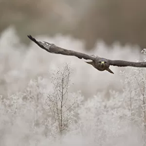 Common buzzard (Buteo buteo) in flight with hoar frost. Northamptonshire, UK, January
