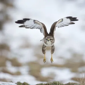 Common buzzard (Buteo buteo) flying, Cairngorms National Park, Scotland, UK, February