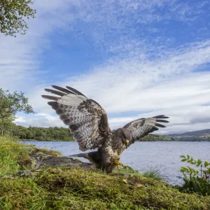 Common buzzard (Buteo buteo) landing on prey, wings open, Scotland, UK, September 2016