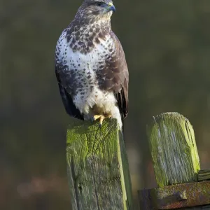 Common buzzard (Buteo buteo) perched on a gate post, Cheshire, England, UK, December