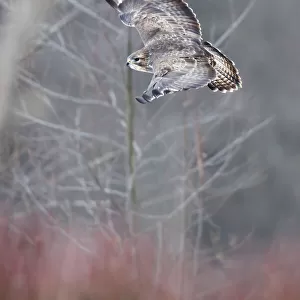 Common buzzard (Buteo buto) flying in the forest. Bialowiela National Park, Poland. January