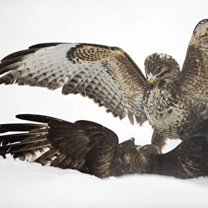 Two common buzzards (Buteo buteo) fighting on ground in snow, Scotland, UK, January