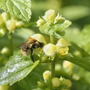 Common carder bumblebee (Bombus pascuorum) nectaring on a Yellow archangel